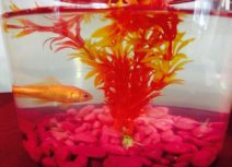 Photo of a goldfish in a goldfish bowl with a layer of pink stones on the bottom and an orange coloured plant in the middle