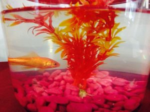 Photo of a goldfish in a goldfish bowl with a layer of pink stones on the bottom and an orange coloured plant in the middle