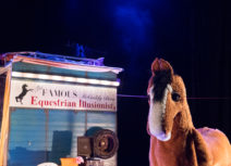 A photo of Hamish the pantomime horse from Black Beauty. The horse is brown with a white nose and long eyelashes and he is standing in front of a horsebox which reads 'The Famous McCuddy brother's Equestrian Illusionists'