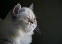 The Absolutely Insidious and Utterly Terrifying Truth About Cat Hair. Photo of a white persian cat with blue eyes