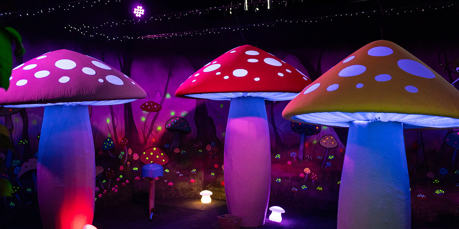 Toadstool Tales
